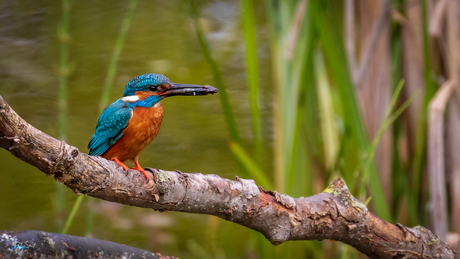 IJsvogel met prooi