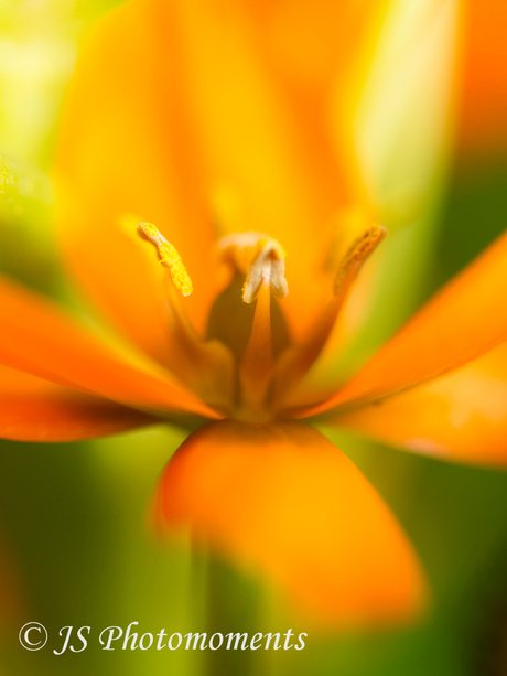 orange flower (moet nog wennen aan al die namen hoor)
