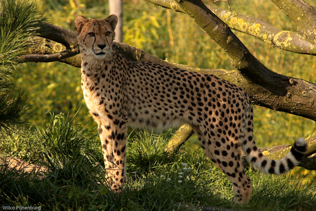 Cheetah-2