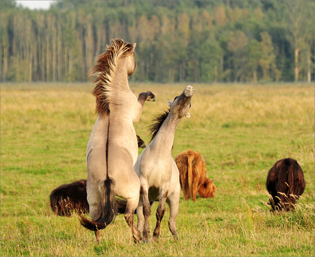 konik paarden