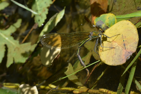 libelle hoog zwanger