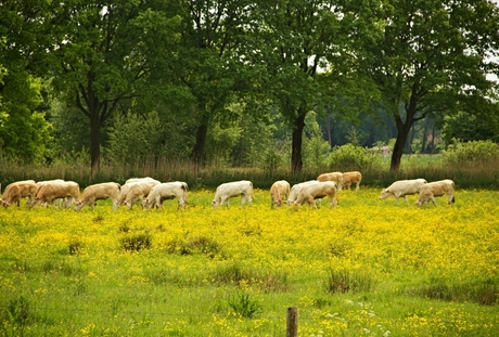 Grazende koeien.