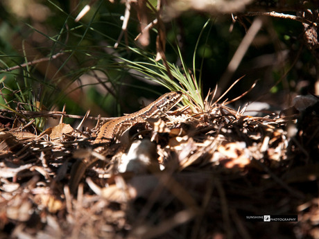 Salamander langs de Verdon