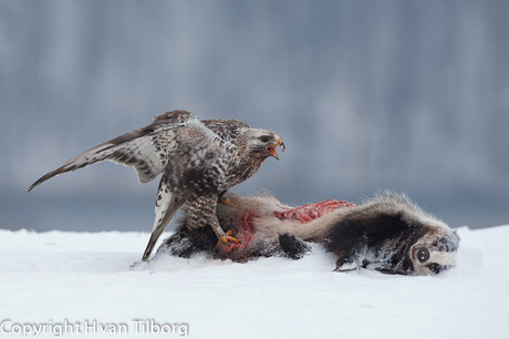 Ruigpoot buizerd