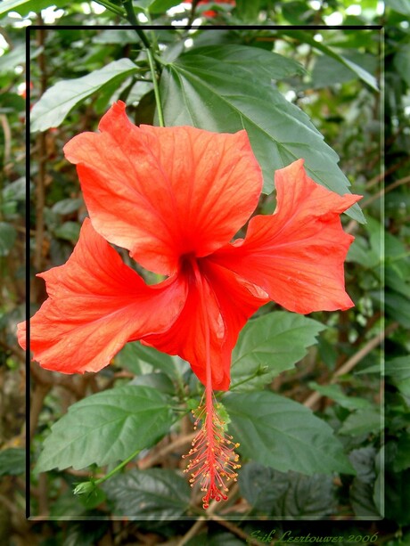 Hibiscus