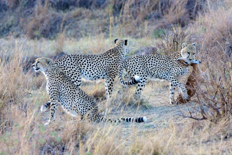 Cheeta's, The Three Brothers kill