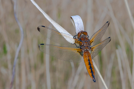 Libelle