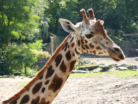 giraffe in dierentuin