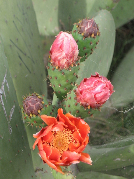 Bloeiende cactus