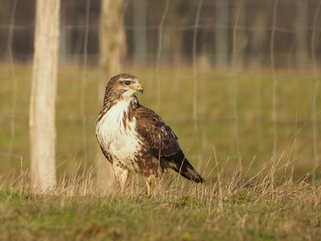 buzzard