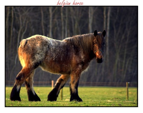 belgian horse