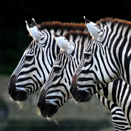 Zebra's Burgers'Zoo