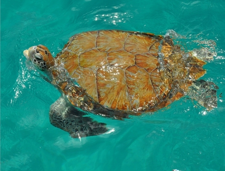 Zwemmen met een zeeschildpad