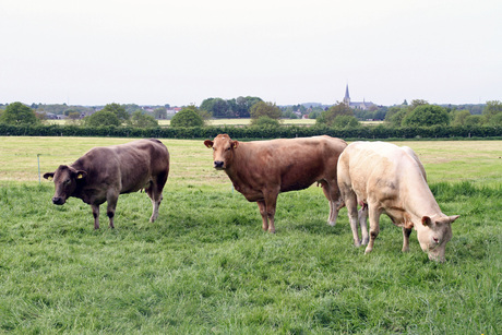 Koeien in het weiland
