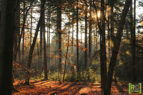 Sunbeam and trees