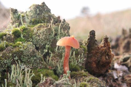 Paddestoel in landschap