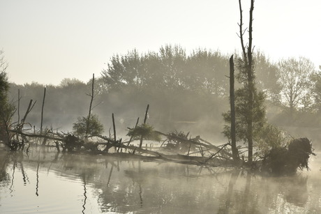 Biesbosch