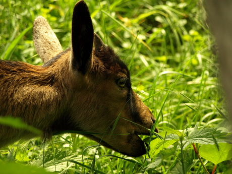 geitje in het zomerse gras (2)