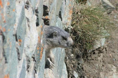 bergmarmot