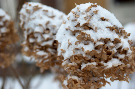 close up van de sneeuw