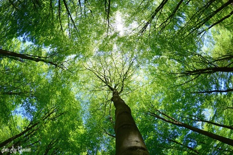 bomen kathedraal