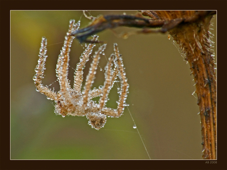 Bling Bling Spinnetje!