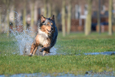 Flame racet door het natte gras