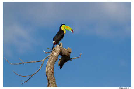 Zwavelborsttoekan, Costa Rica