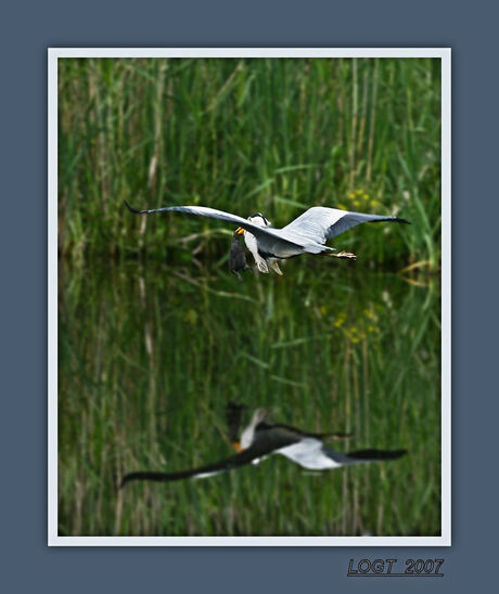 Reiger met maaltijd