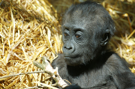 baby gorilla