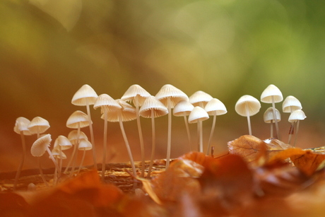 Als paddestoelen uit de grond schieten