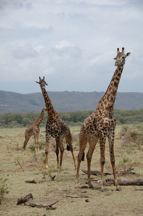 Giraffen in Lake Manyara NP Tanzania