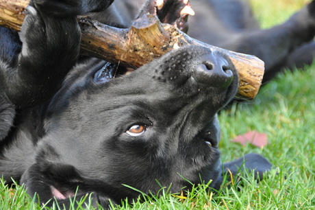 Onze Labrador