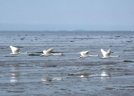 Zwaan na zwaan na zwaan ...