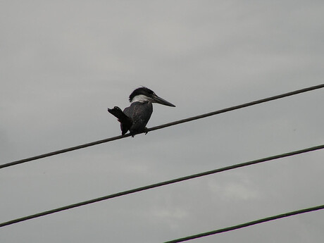 Ijsvogel