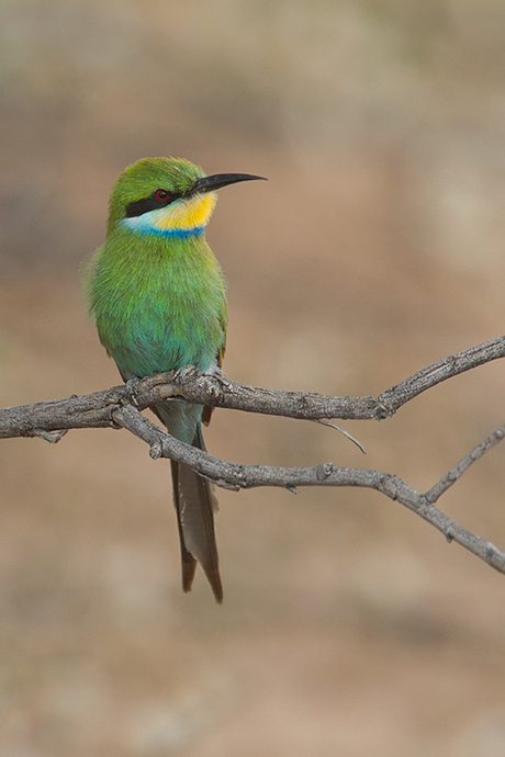 Swallowtailed-Bee-Eater