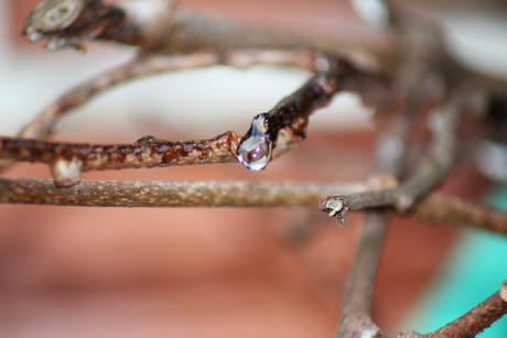 Morning Droplet