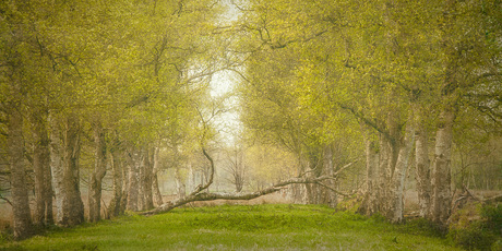 Jong groen en oude bomen............