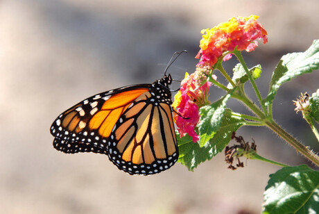 Monarchvlinder