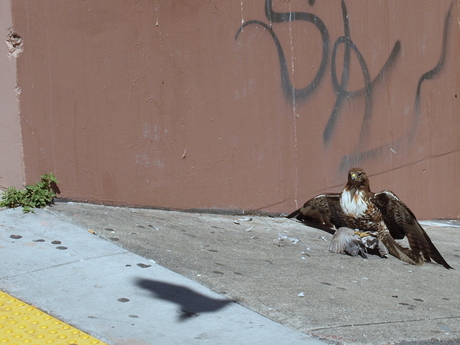 Natuur in San Francisco