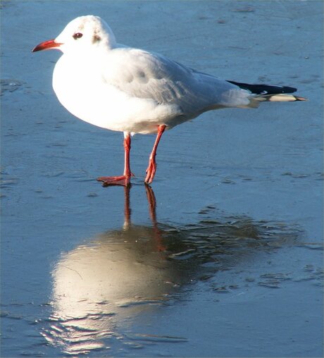 Pijnlijke poot