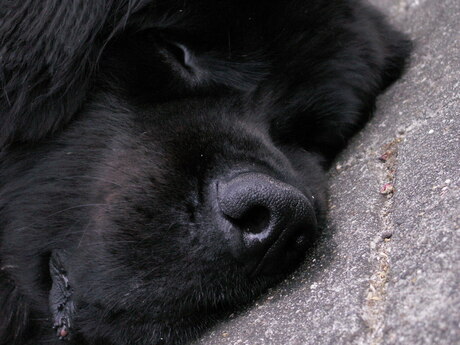 Newfy