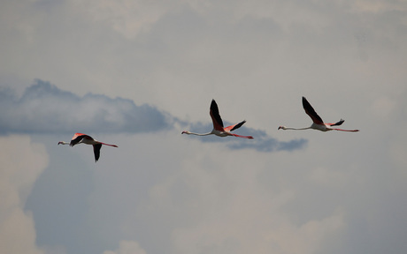 Flamingo's in de Camargue