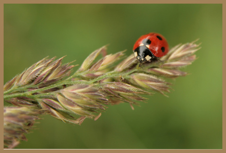 lief heers beestje