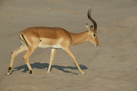 Gazelle