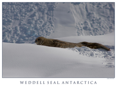 De Weddell Seal en profiel