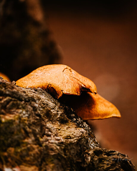 Nature's fungi