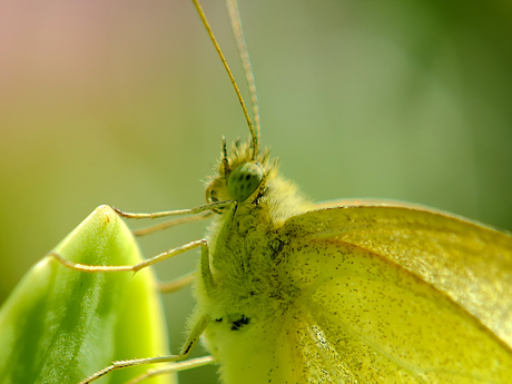 Heel dichtbij in eigen tuin