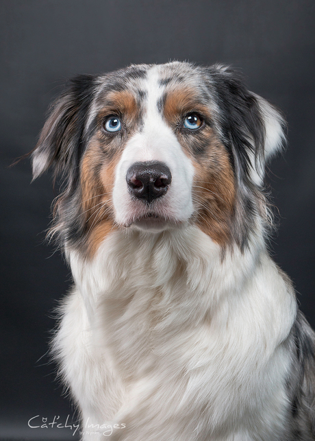 Tara - Australian Shephard Blue Merle