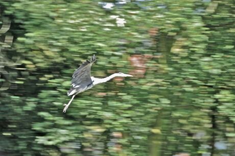 reiger